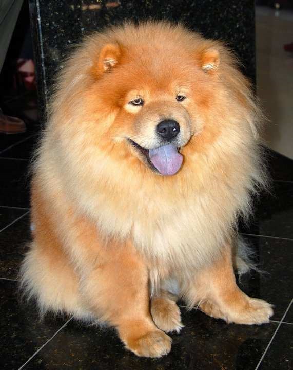 Chow-Chow