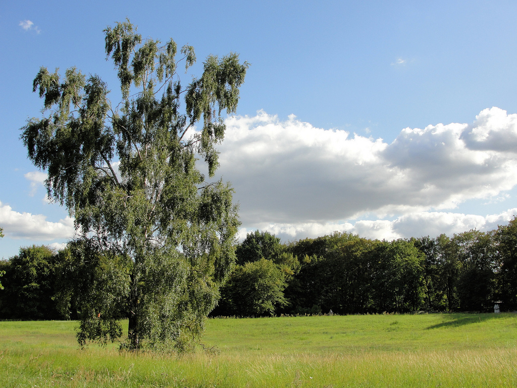 »Wenn im Frühling aus der Birke grüne Knospen sprießen, dann lebt mein Vater noch und ich werde ihn wiedertreffen!«