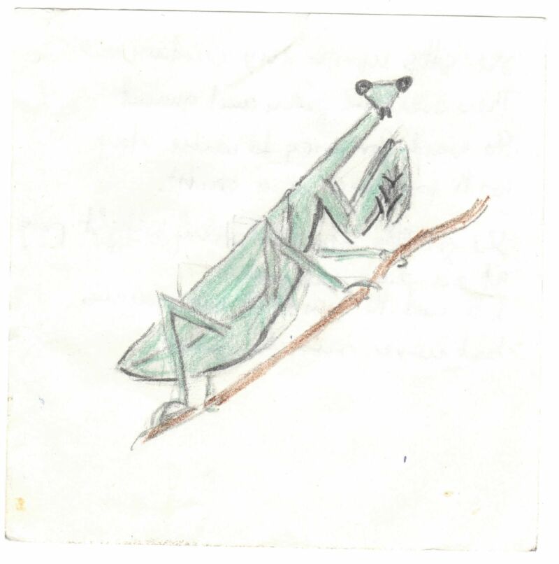 Zeichnung eines Insekts