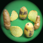 Foto von Kartoffeln und Kartoffelchips, im Kreis angeordnet