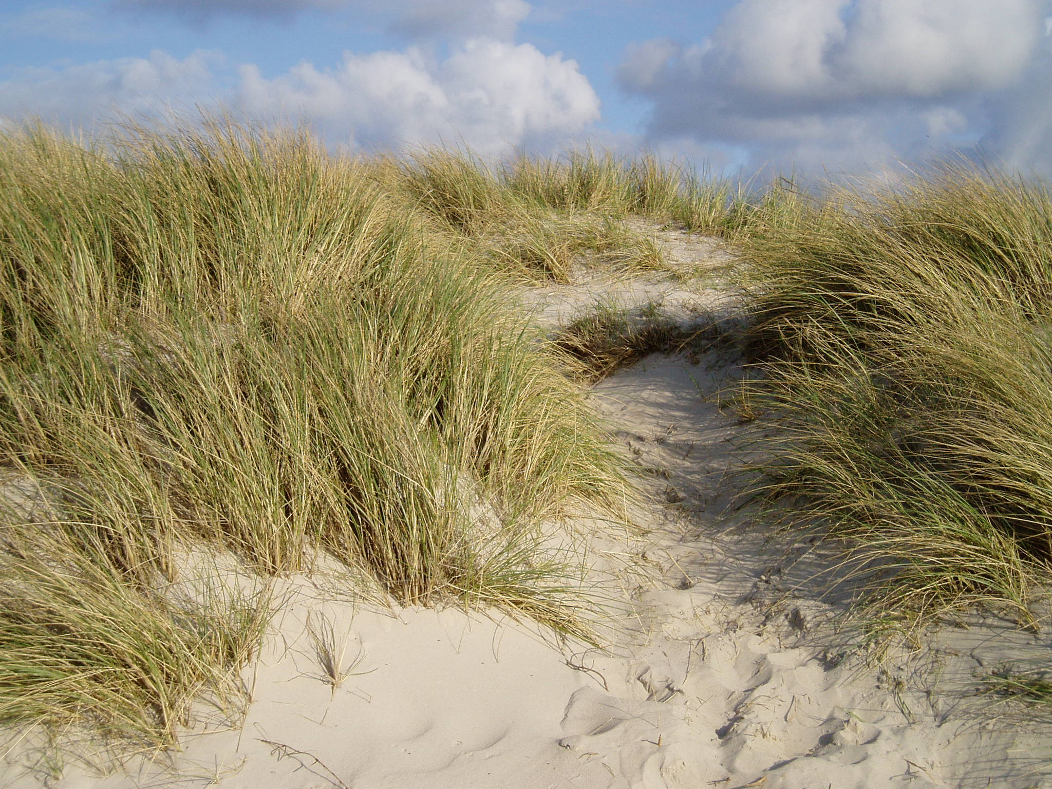 Dünen in Bloemendaal