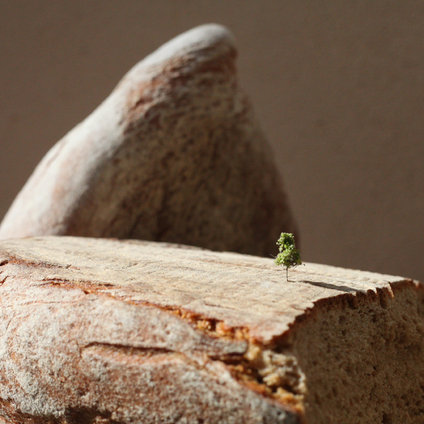 Winziger Baum auf Brotlandschaft, Symbolbild 1