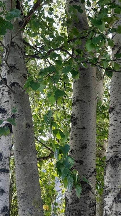 Birkenstämme und -blätter